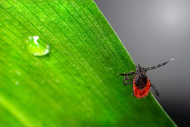 mosquito and tick control