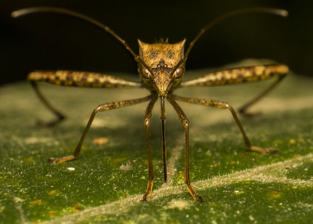mosquito and tick control