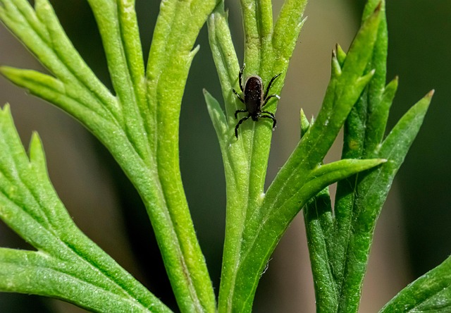 mosquito and tick control