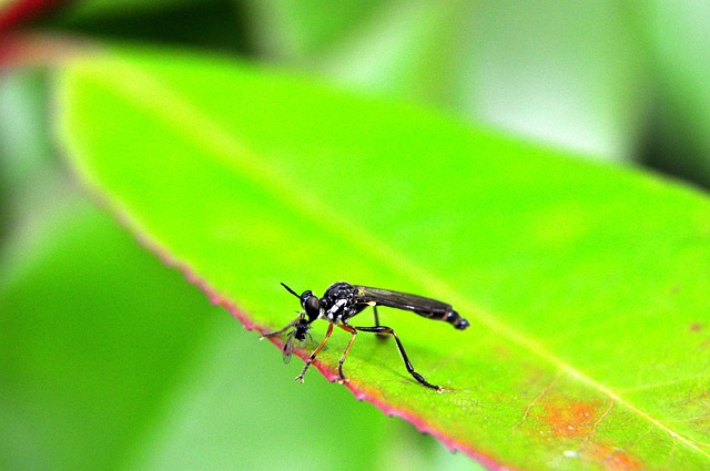 Mosquito Control