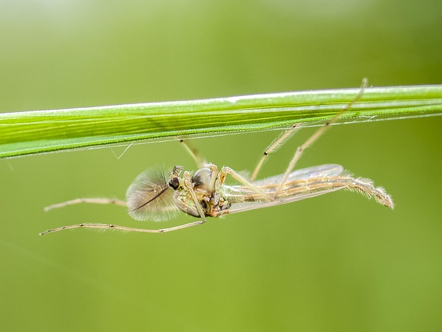Mosquito Control