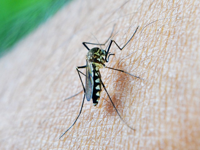 Mosquito Control