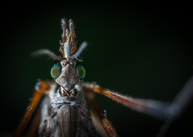 Mosquito Control