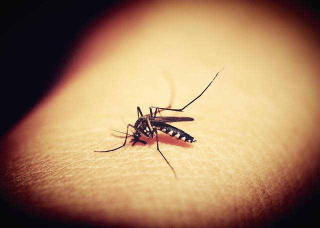 Mosquito Control