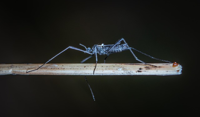 Mosquito Control