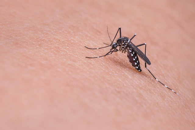 Mosquito Control