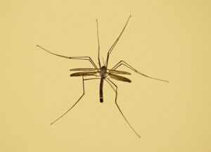 mosquito-control-640x480-6908421.jpeg