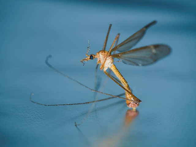 Mosquito Control