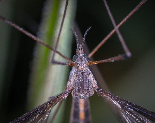 Mosquito Control