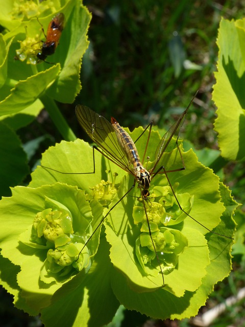 Mosquito Control