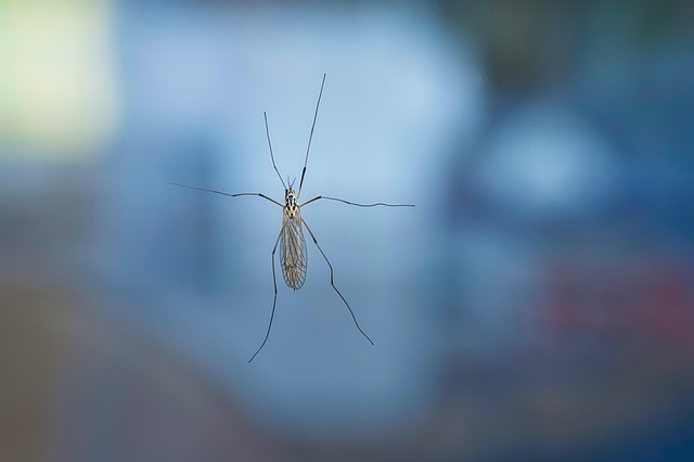 Mosquito Control