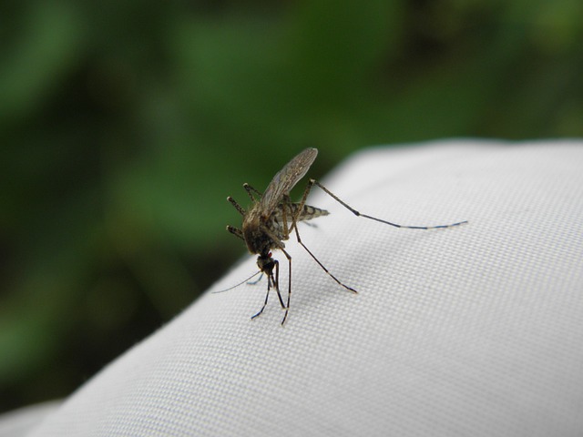 Mosquito Control
