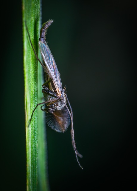 Mosquito Control