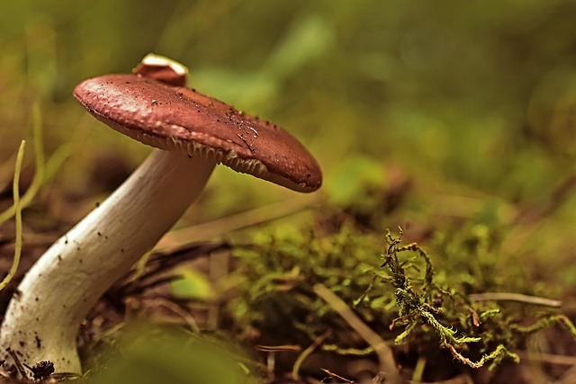 Mushroom Gummies for Focus
