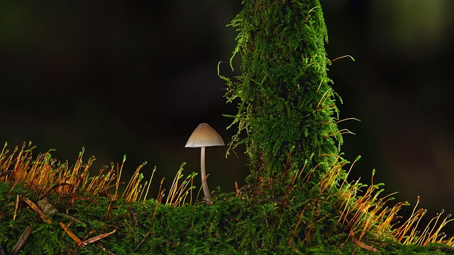 Mushroom Gummies for Focus