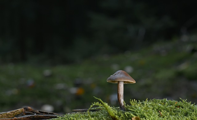 Mushroom Gummies for Focus