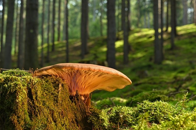 Mushroom Gummies for Focus