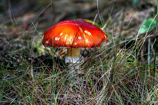 Mushroom Gummies for Focus