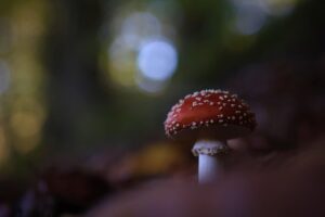 Mushroom Gummies, Probiotics & Lifestyle: Holistic Digestive Health Solutions
