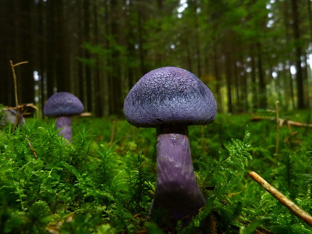 Mushroom Gummies for Focus