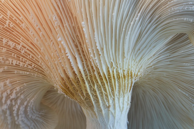 Mushroom Gummies for Focus