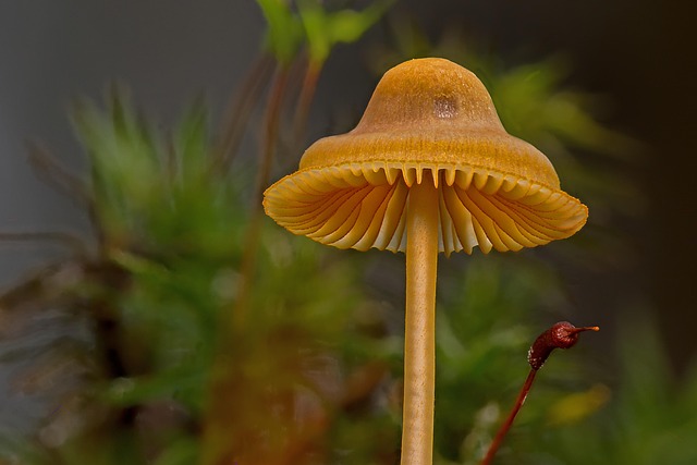Mushroom Gummies for Focus