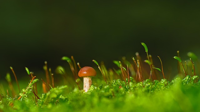 Mushroom Gummies for Focus