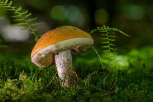 Unlock Mental Focus with Mushroom Gummies: Benefits and Guide