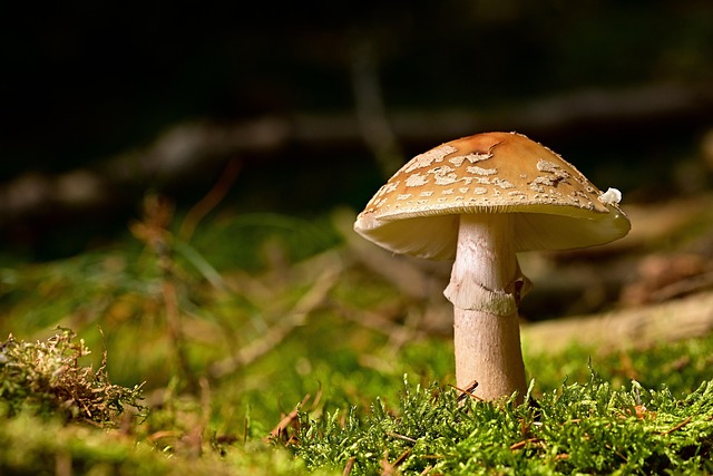 Mushroom Gummies for Focus
