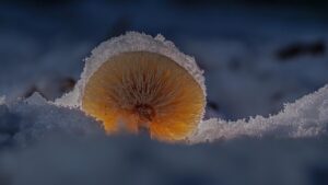 Unlock Focus & Cognition: The Power of Mushroom Gummies