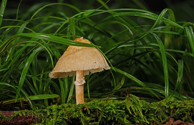 Mushroom Gummies for Focus