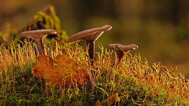 Mushroom Gummies for Focus
