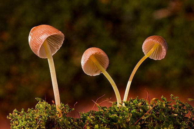 Mushroom Gummies for Focus