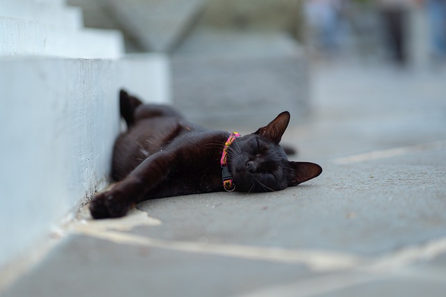 NAP Schema Markup