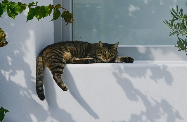 NAP Schema Markup