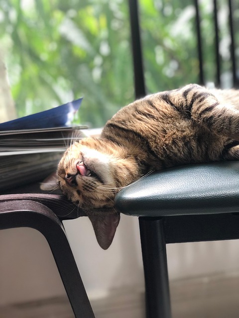NAP Schema Markup