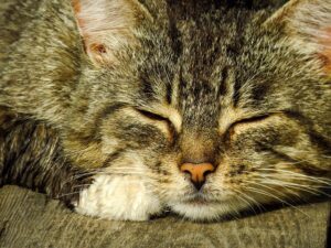 Boost Local Search Visibility with NAP Schema Markup Optimization