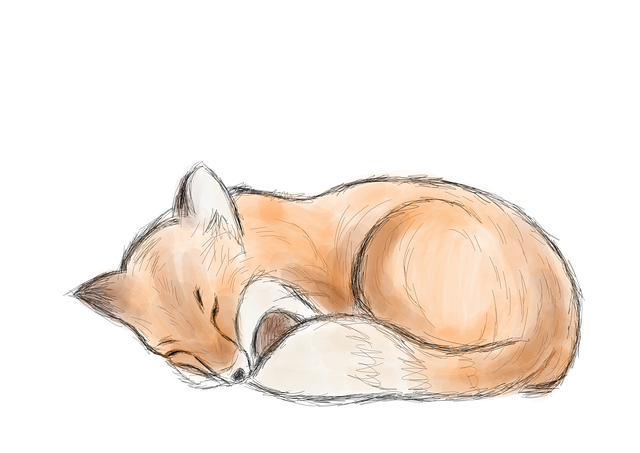 NAP Schema Markup