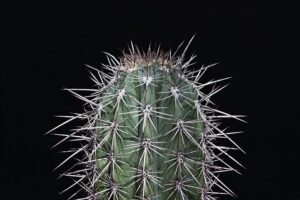 Discover Natural Pain Management: Acupuncture for Effective Back, Neck & Chronic Pain Relief