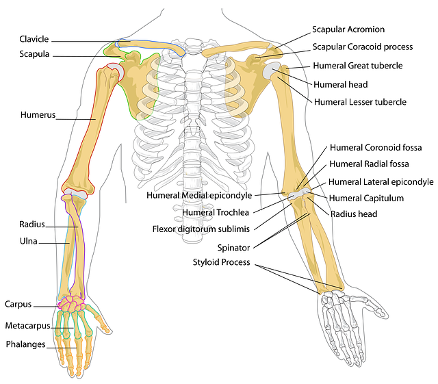 non-surgical arm sculpting