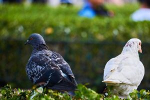 Virtual Divorce Mediation: Peaceful Solutions via Zoom-Based Online Dispute Resolution