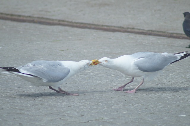 online dispute resolution