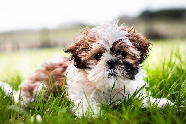 online pet marketplace
