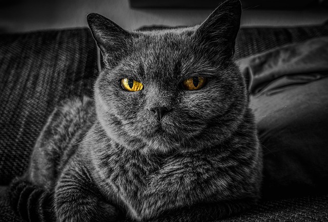 online pet marketplace