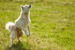 Unleash Your Pet’s Potential: Explore Our Comprehensive Online Pet Marketplace