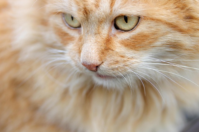 online pet marketplace