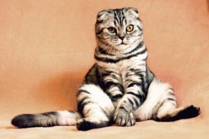 Explore Our Comprehensive Online Pet Marketplace: Supplies for Every Creature Great and Small