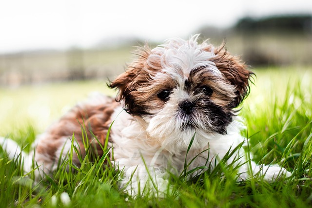 online pet marketplace