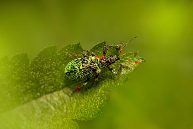 pest exterminator