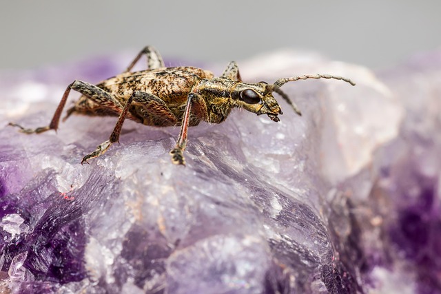 pest exterminator